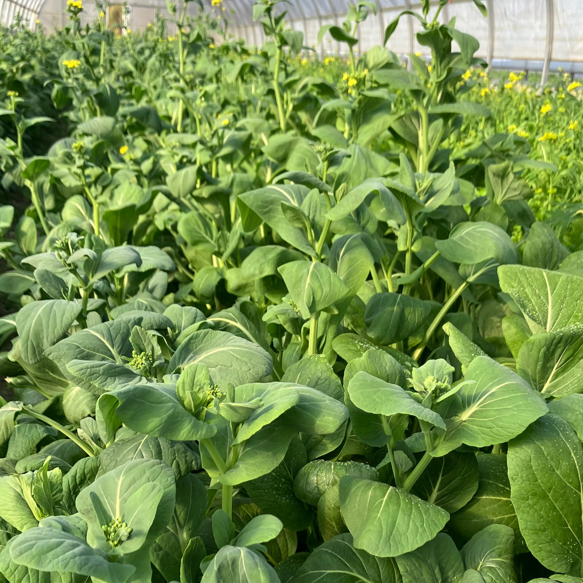KOMATSUNA Leaves with flower buds | Suzuki Farm | 1 bunch