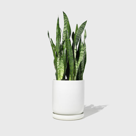 Large Stoneware Planter