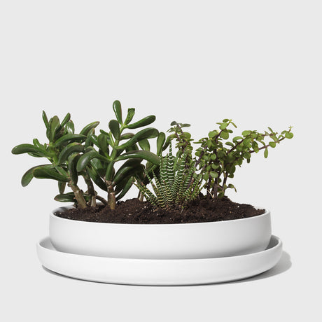Stoneware Succulent Planter