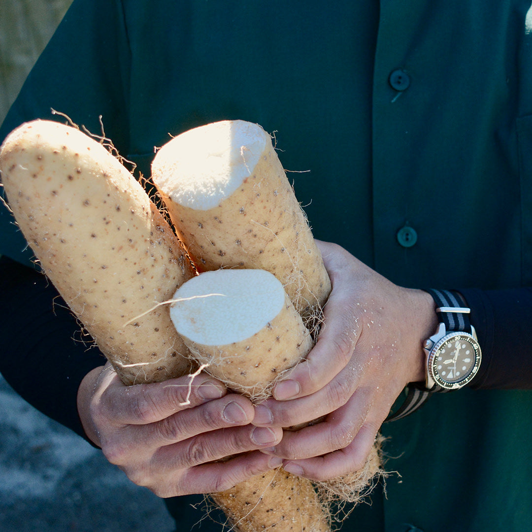 Nagaimo (Japanese Yam) |From Our Suppliers | 1.5 lb